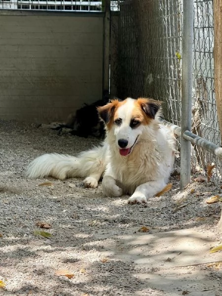 Sofia: amichevole e tranquilla, dolce con tutti  | Foto 0