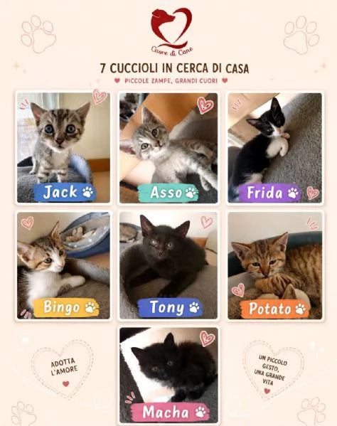 Gattini 3 mesi maschietti e femminicce 