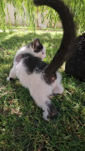 Ginu: 5 mesi maschietto | Foto 3