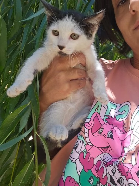 Ginu: 5 mesi maschietto | Foto 2