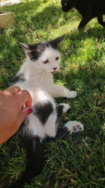 Ginu: 5 mesi maschietto | Foto 1