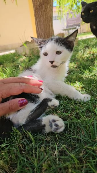 Ginu: 5 mesi maschietto | Foto 0