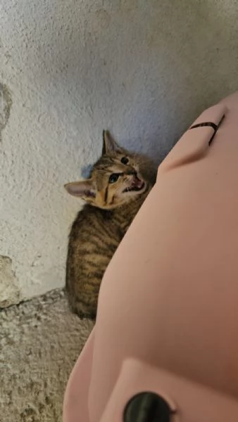 Potato: maschietto 3 mesi 