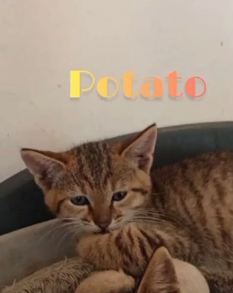 Potato: maschietto 3 mesi  | Foto 5