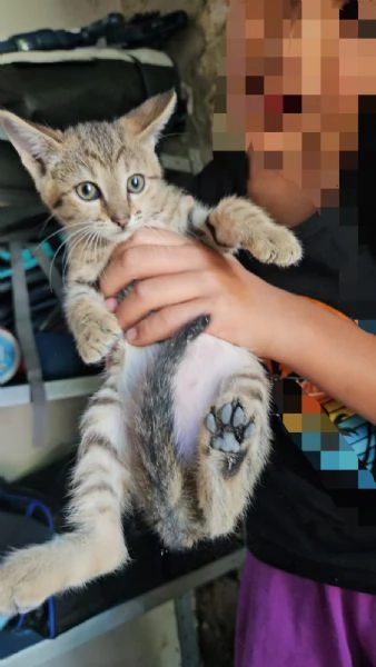 Potato: maschietto 3 mesi  | Foto 4