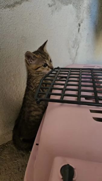 Potato: maschietto 3 mesi  | Foto 0