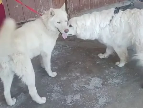 Zeus: giovane Siberian Husky socievole con tutti  | Foto 6
