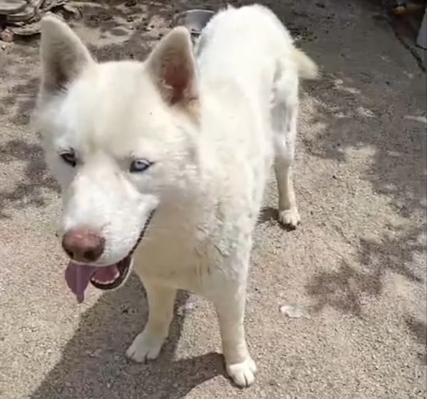 Zeus: giovane Siberian Husky socievole con tutti  | Foto 5