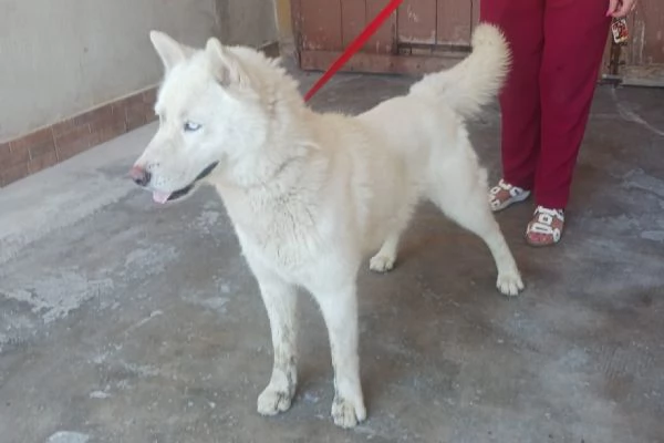 Zeus: giovane Siberian Husky socievole con tutti  | Foto 4