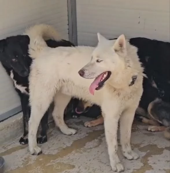 Zeus: giovane Siberian Husky socievole con tutti  | Foto 3