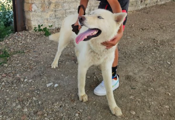 Zeus: giovane Siberian Husky socievole con tutti  | Foto 2