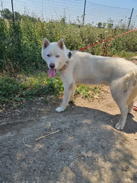 Zeus: giovane Siberian Husky socievole con tutti  | Foto 1