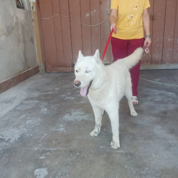 Zeus: giovane Siberian Husky socievole con tutti  | Foto 0