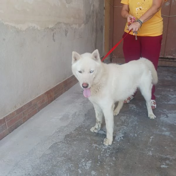 Zeus: giovane Siberian Husky socievole con tutti 