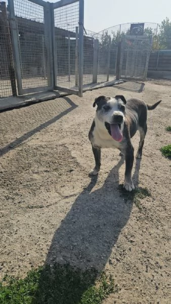 Zeus: nonnino molossino dolce e socievole  | Foto 5