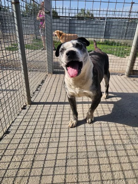 Zeus: nonnino molossino dolce e socievole  | Foto 4