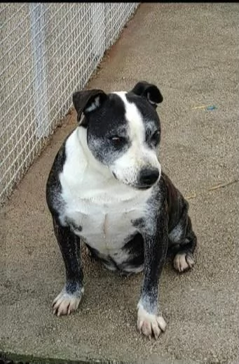 Zeus: nonnino molossino dolce e socievole  | Foto 3