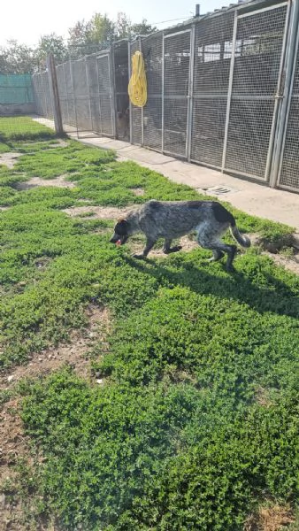Gioia: cucciolona equilibrata e socievole  | Foto 4