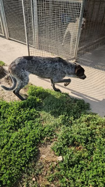 Gioia: cucciolona equilibrata e socievole  | Foto 1