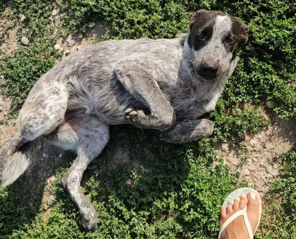 Gioia: cucciolona equilibrata e socievole  | Foto 0