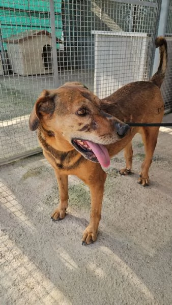 Brown: dolce e sensibile, cerca serenit&agrave;  | Foto 4