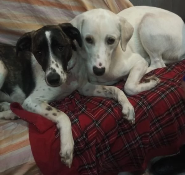 Kira e Kinder: cessione di propriet&agrave;  | Foto 6
