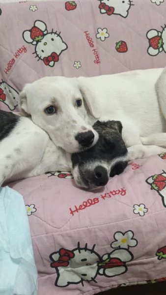 Kira e Kinder: cessione di propriet&agrave;  | Foto 4