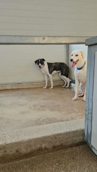 Kira e Kinder: cessione di propriet&agrave;  | Foto 3