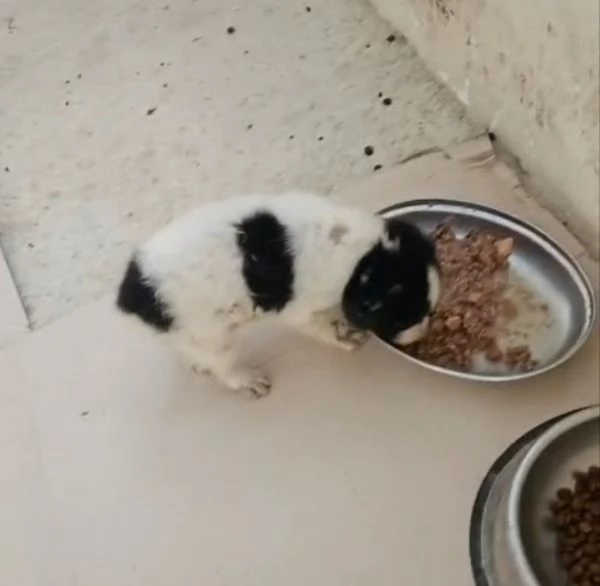 Luisa: 2 mesi taglia comtenuta | Foto 2