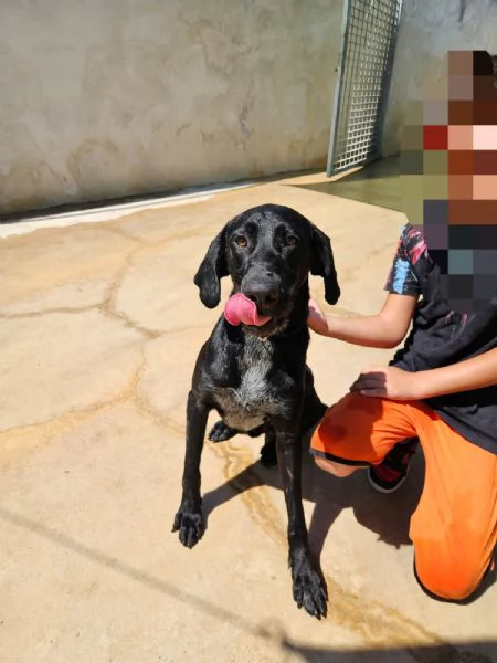 Massy: cucciolone incrocio bracco dolcissimo  | Foto 10