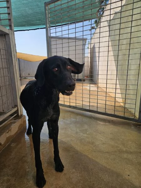 Massy: cucciolone incrocio bracco dolcissimo  | Foto 5