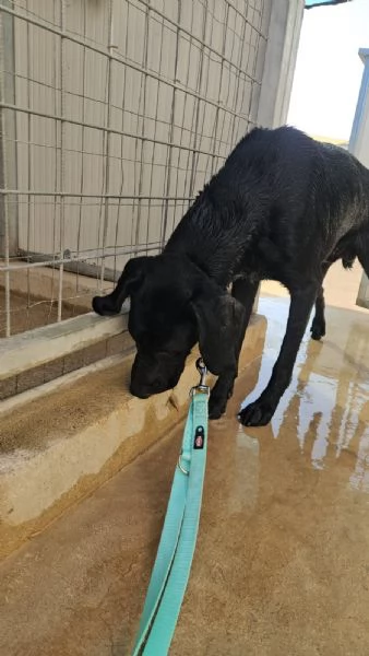 Massy: cucciolone incrocio bracco dolcissimo  | Foto 4
