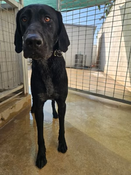 Massy: cucciolone incrocio bracco dolcissimo  | Foto 3