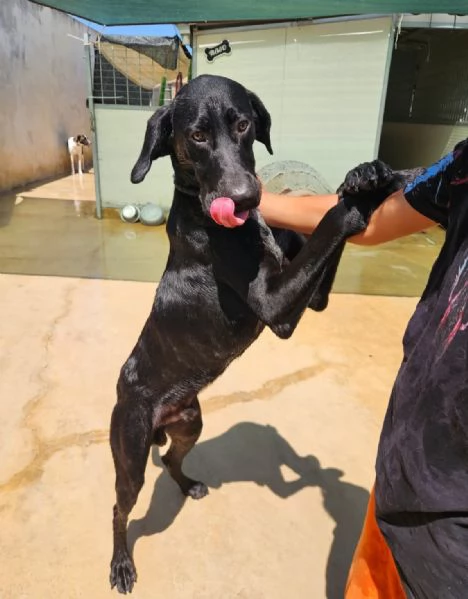 Massy: cucciolone incrocio bracco dolcissimo 