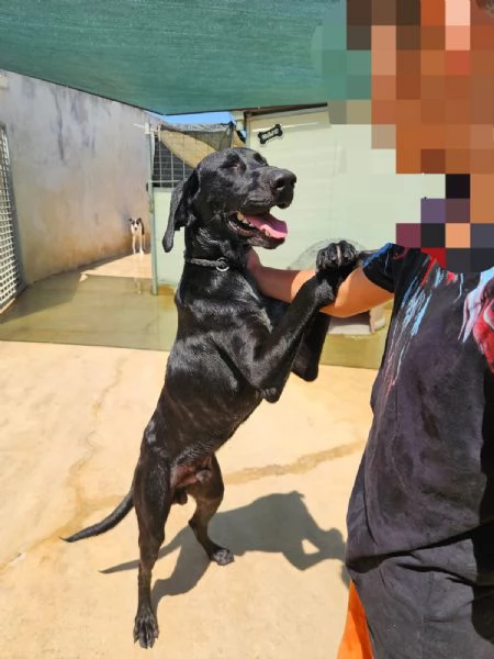 Massy: cucciolone incrocio bracco dolcissimo  | Foto 0