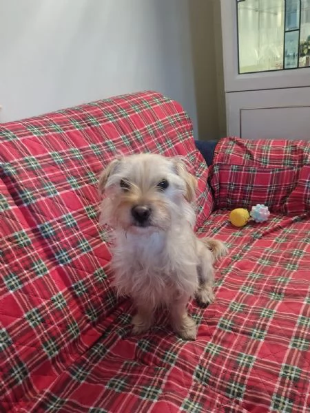 Coco: 6 kg, cerca nuova famiglia  | Foto 2