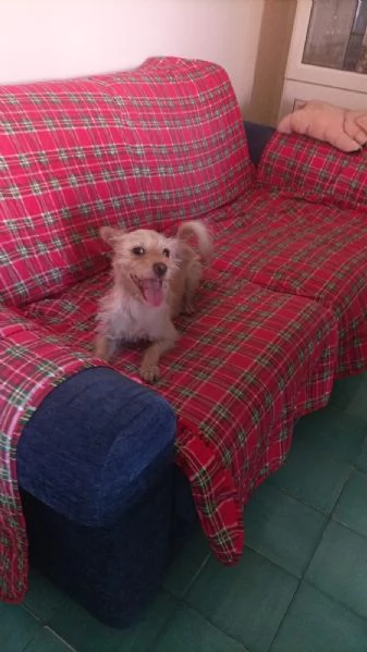 Coco: 6 kg, cerca nuova famiglia  | Foto 1