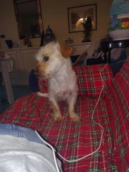 Coco: 6 kg, cerca nuova famiglia  | Foto 0