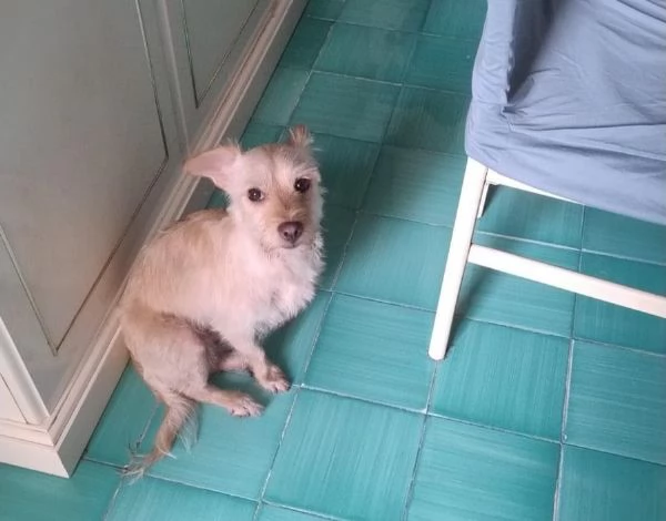 Coco: 6 kg, cerca nuova famiglia 