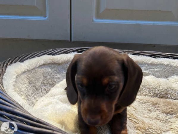 Bellissimi Cuccioli di Bassotto | Foto 4