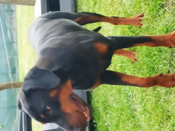 Doberman maschio pedigree Nero focato 