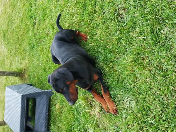 Doberman maschio pedigree Nero focato  | Foto 2