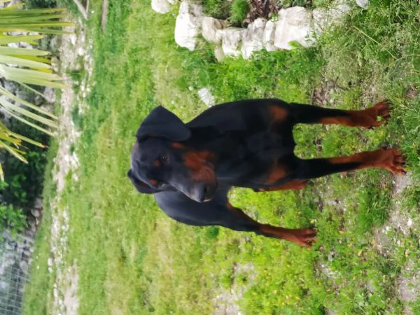 Doberman maschio pedigree Nero focato  | Foto 1