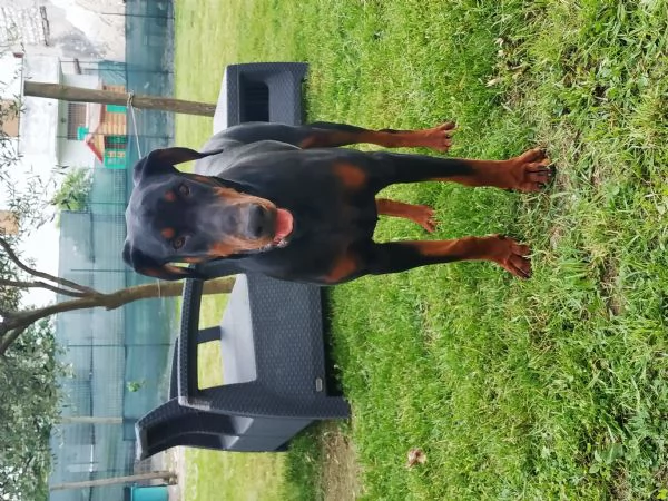 Doberman maschio pedigree Nero focato  | Foto 0