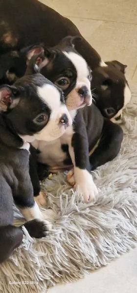 cuccioli Boston Terrier | Foto 1