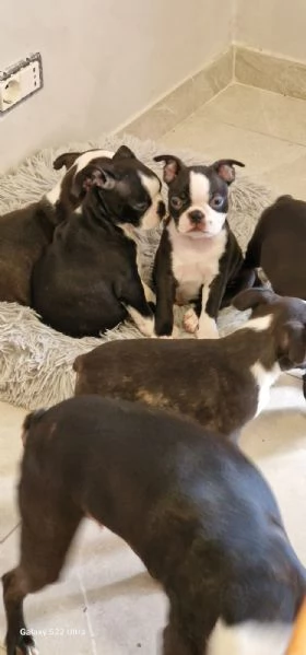 cuccioli Boston Terrier | Foto 0