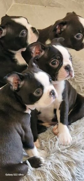 cuccioli Boston Terrier