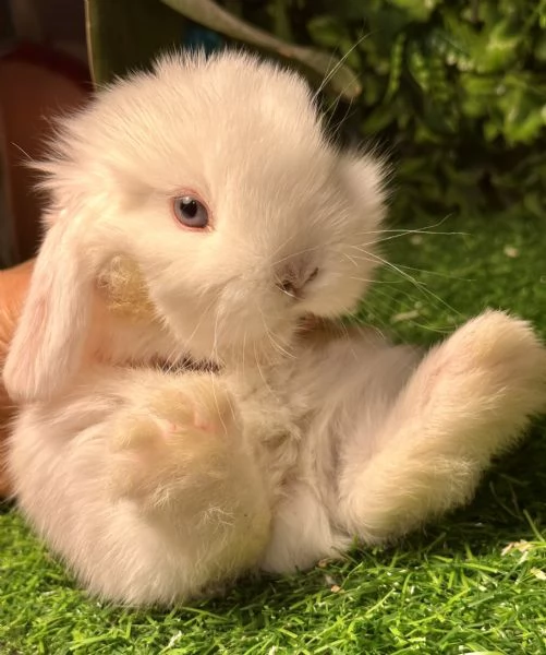 Cuccioli Ariete nano | Foto 6