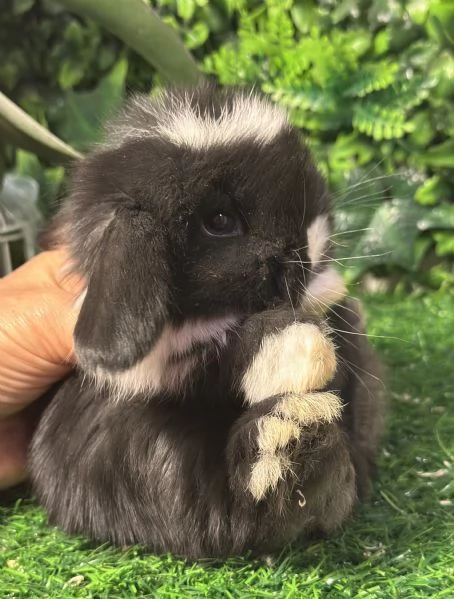 Cuccioli Ariete nano | Foto 5