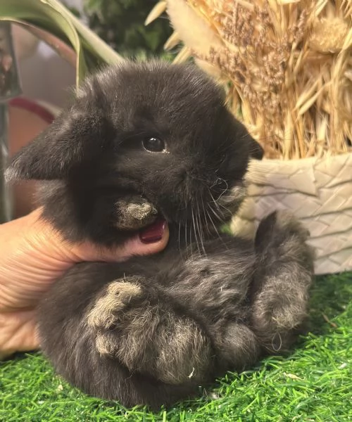 Cuccioli Ariete nano | Foto 4